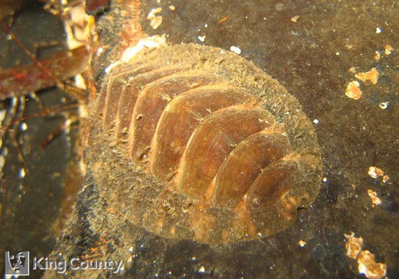 Photo of Mopalia kennerleyi